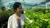 “Bà tiên dược liệu”- Lê Thị Tuyết Anh.