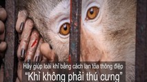 'Khỉ không phải thú cưng'