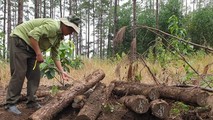 Lâm Đồng: Đang điều tra vụ phá rừng, cưa hạ, chôn lấp số lượng lớn gỗ thông xảy ra tại Tiểu khu 443