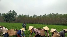 Xây dựng nhãn hiệu chè Phú Thọ, khẳng định vị thế trên thị trường