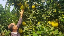 Tăng giá trị cho bưởi đặc sản Đoan Hùng