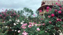 Gợi ý những điểm đến an yên cùng người ấy đón Valentine ngọt ngào