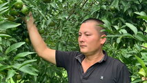 Người nông dân giỏi làm kinh tế ở huyện Thạch An, Cao Bằng
