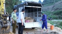 Một lô cá tầm nhập lậu bị đem đi tiêu hủy