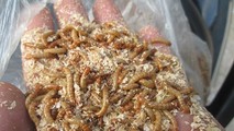 Sâu gạo được khoác tên ''sâu nuôi chim'' tại khu vực cửa khẩu.