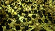 Độc đáo 'hội phết Hiền Quan' phiên bản Nhật
