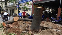 Cây xà cừ trên phố Nguyễn Chí Thanh bị chặt hạ.