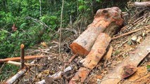 Bãi gỗ lim ngổn ngang như chiến trường sau những đường cưa lâm tặc.
