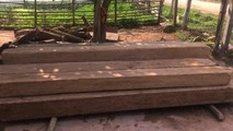 Gỗ lậu tang vật của vụ vi phạm lâm luật xảy ra tại xã Trọng Hóa, huyện Minh Hóa (Quảng Bình) trong dịp Tết.