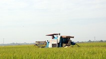 Nhờ dồn điện đổi thửa, một số khâu chính trong trồng lúa đã được cơ giới hóa. Ảnh: chuongmy.gov.vn.
