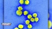 Lo ngại virus corona có thể lây qua đường tình dục. Ảnh: whdh.com