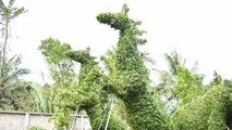 Chiêm ngưỡng “vườn bách thú” hoa kiểng ở miền Tây
