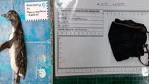 Trong dạ dày của con chim cánh cụt tìm thấy một chiếc khẩu trang màu đen N95.