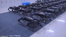 Loạt robot có tên Aliengo do công ty Unitree tại Trung Quốc sản xuất.