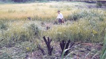 Vườn cây nhãn, vải trên 10 năm tuổi bị chặt phi tang.