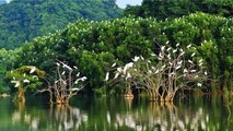 Một cảnh đẹp ở Bến Tre.