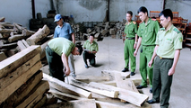 Cán bộ Kiểm lâm Sơn La kiểm tra tang vật. Ảnh minh họa: baotainguyenmoitruong