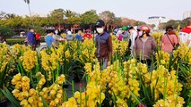 Hà Nội chiều 30 Tết: Đào, quất, hoa tươi cơ bản được giải cứu