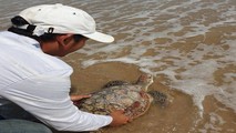 Lúc được thả con đồi mối dứa quý hiếm này khỏe mạnh bình thường