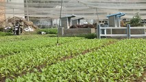 UBND Quận 12 tiếp tục chỉ đạo chấm dứt trồng rau trên khu đất mộ.