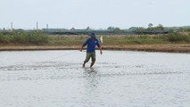 "Trúng đậm" Artemia, nhiều hộ dân Bạc Liêu phấn khởi thoát nghèo