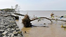 Sóng biển 'nuốt' mất rừng phòng hộ đê biển Tây Cà Mau