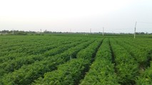 "Thủ phủ" cà rốt Cẩm Văn - Đức Chính còn vài chục ngàn tấn cà rốt đang đến kỳ thu hoạch.