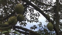 Trái cây mùa hè của Bà Rịa – Vũng Tàu giảm năng suất lẫn giá thành
