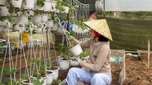Khám phá vẻ đẹp vườn dâu tại xứ sở ngàn hoa – Đà Lạt