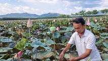 Rộn ràng mùa thu hoạch sen ở Đức Linh
