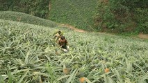 Xuất khẩu dứa gặp khó khăn do dịch Covid-19, người Bản Lầu đem bán nội địa
