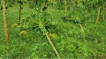Cảnh hoa màu hư hại do mưa lũ ở Đại An (Quảng Nam)