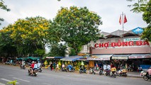 Những cây phượng vàng đẹp rực rỡ bên ngôi chợ Đông Ba (Tp. Huế, Thừa Thiên Huế)