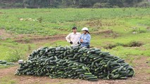 Bí xanh đã đến mùa phải thu hoạch nhưng không có đầu ra