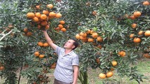 Cam sành Hà Giang là đặc sản vùng cao được tiêu thụ mạnh trong nhiều năm qua.