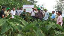 Yên Bái phát triển thương hiệu khoai sọ nương Trạm Tấu