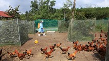 Xuất hiện dịch cúm A/H5N6, phải tiêu huỷ khoảng 9.500 con gia cầm