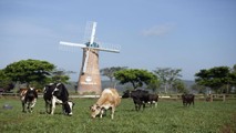 Trang trại Vinamilk Organic Đà Lạt đạt chuẩn hữu cơ châu Âu đầu tiên tại Việt Nam.