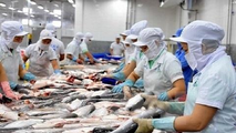 Xuất khẩu cá tra sang Mỹ trong 5 tháng qua bứt phá với mức tăng lên tới 200% so với cùng kỳ.