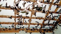 Việc quản lý nuôi chim yến ở Phú Yên còn nhiều lúng túng, khó khăn (ảnh minh họa)