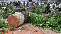 Người nổi tiếng phản ứng sao trước đề án chặt 6.700 cây xanh?
