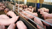 Việc sử dụng chất cấm trong chăn nuôi heo có dấu hiệu bùng phát. Ảnh: www.vietpress.vn.