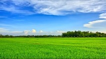 Thương mùa lúa trổ đòng đòng…