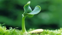 Thuyết duyên khởi của đạo Phật