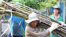 Mía giờ đây không còn là cây đổi đời mà trở thành gánh nặng đối với người dân