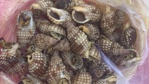Mẫu vật ốc biển 3 ngư dân ở huyện Vạn Ninh bắt được.