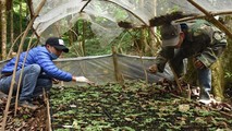 Người dân liên kết, mở rộng diện tích trồng sâm Ngọc Linh.