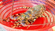 Tôm hùm bông được bảo hộ chỉ dẫn địa lý Phú Yên.