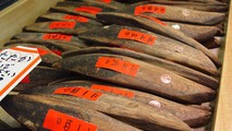 Cá ngừ khô Katsuobushi .