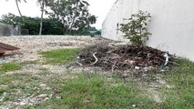 Thực tế cạnh Nam thửa đất 382 của hộ bà Thơ và tường nhà ông Hậu.
